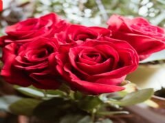 smarts-strategies-for-choosing-best-quality-flowers