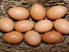 eggs-production-in-laying-birds