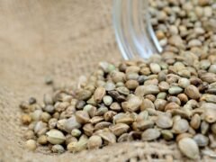 There-Are-Some-Health-Benefits-To-Cannabis-Seeds